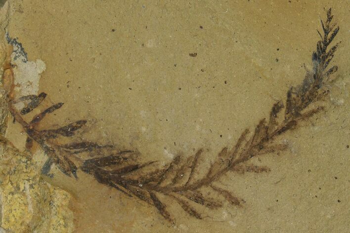 Dawn Redwood (Metasequoia) Fossil - Montana #165196